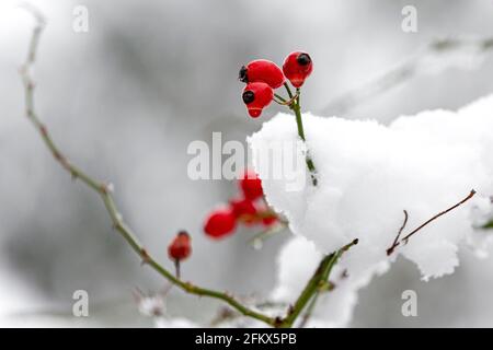 Hanches roses, fruits en hiver Banque D'Images