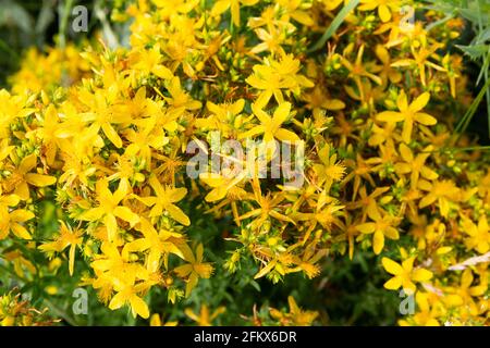 Millepertuis de St John&#39;s, Hypericum perforatum Banque D'Images