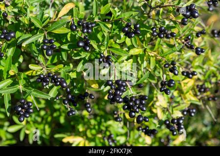 Common Privet, Ligustrum vulgare Banque D'Images