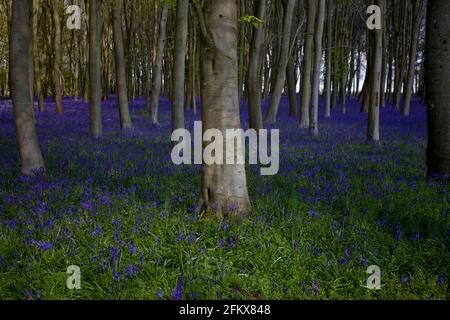 Bois de cloches bleus. royaume-uni Banque D'Images