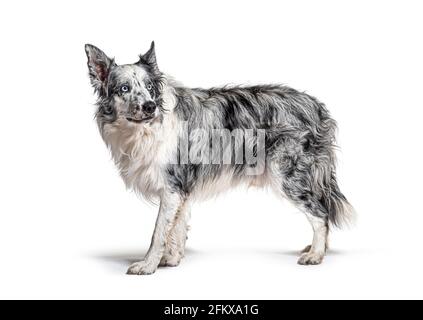 bleu eyed bleu bordure merle collie, isolé sur blanc Banque D'Images