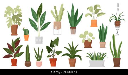 Les plantes de maison poussent dans des pots ensemble, les plantes de maison vertes croissant dans la cuve à fleurs, accrochée dans le macrame Illustration de Vecteur