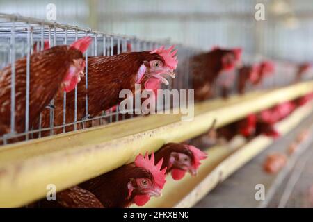 Kishorganj, Bangladesh - 01 mai 2021 : ferme avicole de Mithamoin à Kishorganj, Bangladesh, le 01 mai 2021. Banque D'Images