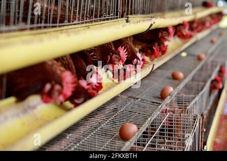 Kishorganj, Bangladesh - 01 mai 2021 : ferme avicole de Mithamoin à Kishorganj, Bangladesh, le 01 mai 2021. Banque D'Images