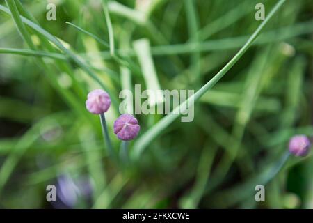 Ciboulette (plante culinaire Allium schoenoprasum) plantée dans le jardin avec deux boutons de fleur pourpre, vue d'en haut. Mai, printemps, Royaume-Uni Banque D'Images