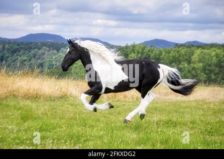 Cheval Pie noir et blanc fonctionnant dans la zone UK Photo Stock