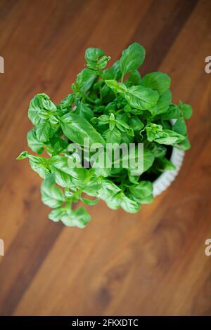 Une plante de basilic en pot (Ocimum basilicum) vue d'en haut Banque D'Images