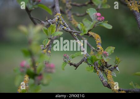 Les bourgeons de pommiers rose profond de Malus domestica Annie Elizabeth contrastent avec le lichen jaune et le fond vert verdoyant. Mai. Printemps. ROYAUME-UNI Banque D'Images