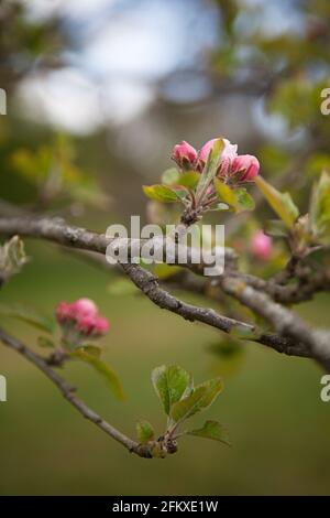 Les bourgeons de pommiers rose profond de Malus domestica Annie Elizabeth, mai, printemps, Royaume-Uni Banque D'Images