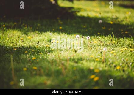 Pelouse ensoleillée avec fleurs de pissenlit le jour du printemps Banque D'Images