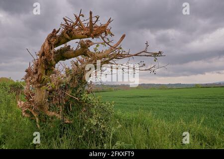 Haie ou arbre à vieux gnarled avec une sous-croissance verte et un ciel nuageux Banque D'Images