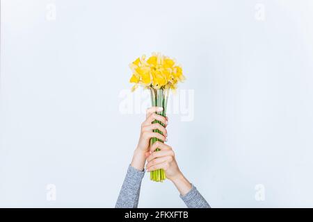 Bouquet de fleurs fraîches jonquilles dans les mains des femmes sur un arrière-plan blanc Banque D'Images