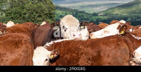 Pedigree Herford taureau en pâturage avec son troupeau de bétail. Cumbria, Royaume-Uni. Banque D'Images