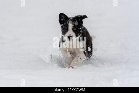 Jeune chien de la frontière collie jouant dans la neige, North Yorkshire, Royaume-Uni. Banque D'Images