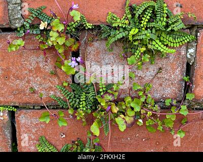 Lin à feuilles d'Ivy (Cymbalaria muralis) et épleenmoût de maidens (Asplenium trichomanes) croissance dans le mortier de vieilles briques Banque D'Images