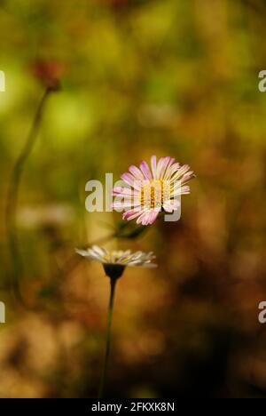 Pâquerettes mexicaines nom latin Erigeron karvinskianus Banque D'Images