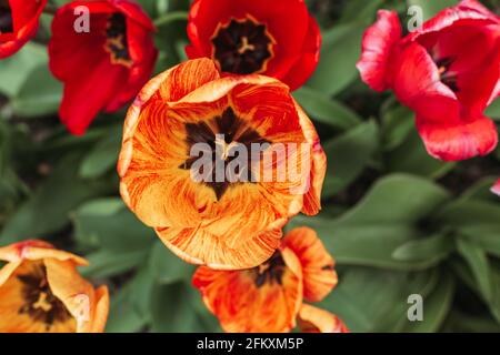 Vue de dessus des tulipes en fleur dans le jardin. Banque D'Images