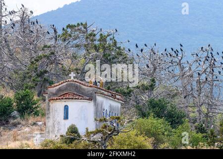 Cormorans qui rôde dans des arbres morts sur la petite île de Vidronisi sur le lac Mikri Prespa, Macédoine, Grèce du Nord. Banque D'Images