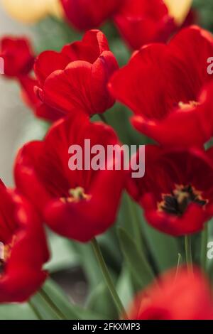 Gros plan de tulipes rouges fleurées dans le jardin. Banque D'Images