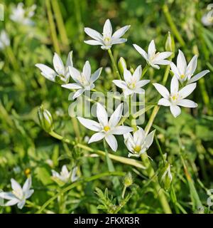 Étoiles de lait en fleurs, ornithogalum, au printemps Banque D'Images