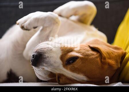 Beagle chien fatigué dort sur un canapé en position drôle. Banque D'Images