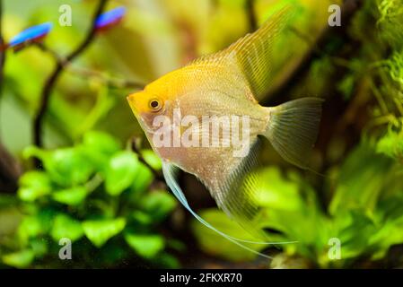 Pterophyllum scalare dans l'eau, poissons-anges jaune aqarium Banque D'Images