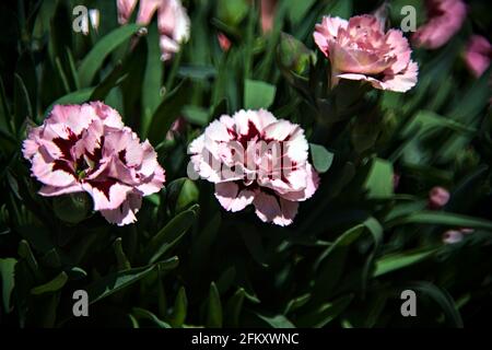 Carnation de différentes couleurs avec des feuilles visibles de près Banque D'Images