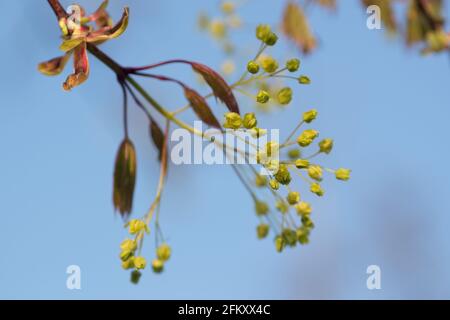 Érable de Norvège, Acer platanoides fleurs de printemps closeup sélectif foyer Banque D'Images