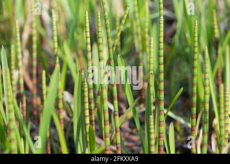 Equisetum fluviatile, horsetail d'eau dans le marais printanier, gros plan sélectif Banque D'Images