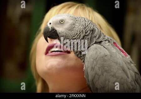 WENDY TURNER, PRÉSENTATRICE DU « PET RESCUE » DE LA TÉLÉVISION AVEC CASPER THE FOOTBALL PARROT EN PRÉPARATION DES PET OSCARS QUI SE TIENNENT À LONDRES CE SOIR. WENDY PRÉSENTERA LES PRIX.2 AOÛT 2001 PHOTO ANDY PARADISE Banque D'Images