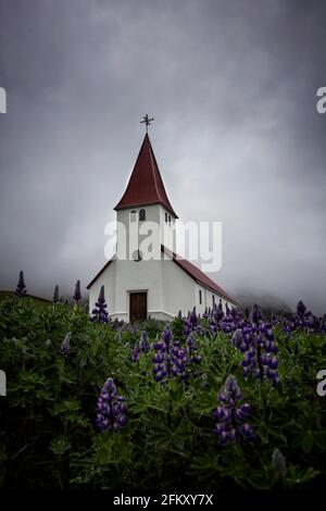 Vik Eglise dans le sud de l'Islande avec des fleurs lupin en premier plan. Banque D'Images