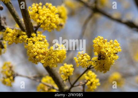 Blossom, arbuste de Dirndl, cerisier de Cornel Banque D'Images