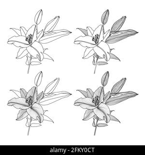 Dessins au trait réalistes d'un nénuphar avec feuilles et bourgeons, graphiques noirs sur fond blanc, art numérique moderne quatre fleurs de nénuphar avec différents lin Illustration de Vecteur