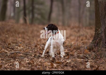 Le chien anglais Springer Spaniel est dans les bois Banque D'Images
