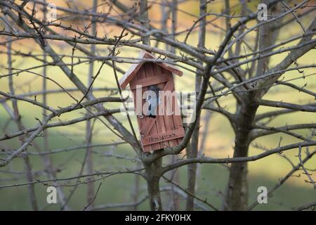 Le Bluebird mâle regarde à l'intérieur de la maison d'oiseaux en cèdre au printemps Banque D'Images