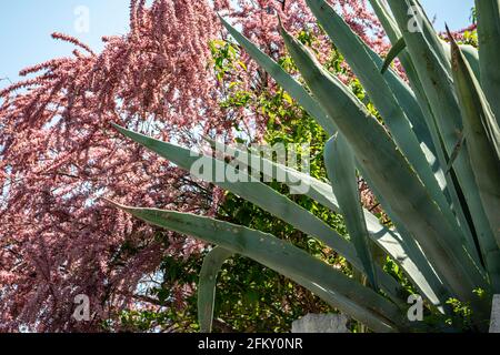 Plante d'Agave dans un jardin avec un fond rose de plante de floraison. Abruzzes, Italie, Europe Banque D'Images