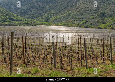 Rangées d'un vignoble des Abruzzes prêt pour un nouveau cycle de production. Abruzzes, Italie, Europe Banque D'Images