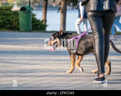 Un chien de Rottweiler sur une laisse marchant dans le parc. Banque D'Images