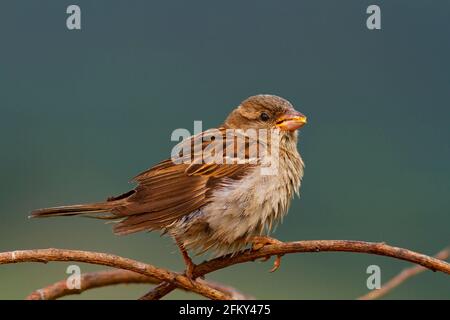 maison de femme à l'éparpillole perchée sur une branche ( Passer domesticus ) Banque D'Images