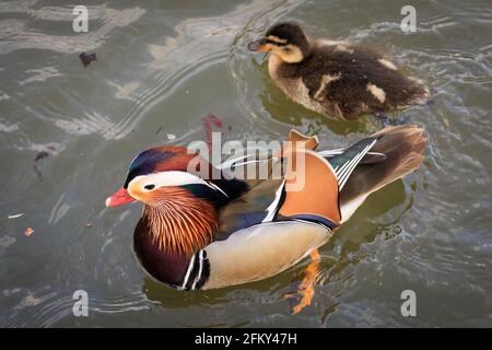 Haltern, NRW, Allemagne, 04e mai 2021. Le canard mandarin maintient patiemment la couvée et les défend même contre les cygnes et autres oiseaux agressifs. Un canard mandarin mâle (Aix galericulata) et une poule jaune (Anas platyrhynchos) s'en emparés patiemment pour 12 canetons ensemble. Ils ont été repérés après une couvée animée de 12 canetons depuis plusieurs jours, mais il n'est pas clair si le mandarin a capté les canetons ou a adopté la couvée. Je Credit: Imagetraceur/Alamy Live News Banque D'Images