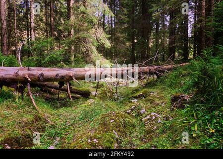 Sentier de montagne bloqué par une épinette tombée; sentier dans le parc naturel sauvage d'Apuseni Banque D'Images