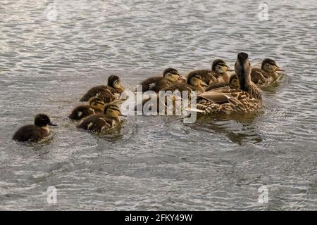 Haltern, NRW, Allemagne. 04e mai 2021. Un canard mandarin mâle (Aix galericulata) et une poule jaune (Anas platyrhynchos) s'en emparés patiemment pour 12 canetons ensemble. Ils ont été repérés après une couvée animée de 12 canetons depuis plusieurs jours, mais il n'est pas clair si le mandarin a fait les caneteaux ou a adopté la couvée. Je Credit: Imagetraceur/Alamy Live News Banque D'Images