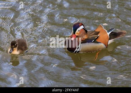 Haltern, NRW, Allemagne, 04e mai 2021. Le canard mandarin maintient patiemment la couvée et les défend même contre les cygnes et autres oiseaux agressifs. Un canard mandarin mâle (Aix galericulata) et une poule jaune (Anas platyrhynchos) s'en emparés patiemment pour 12 canetons ensemble. Ils ont été repérés après une couvée animée de 12 canetons depuis plusieurs jours, mais il n'est pas clair si le mandarin a capté les canetons ou a adopté la couvée. Je Credit: Imagetraceur/Alamy Live News Banque D'Images