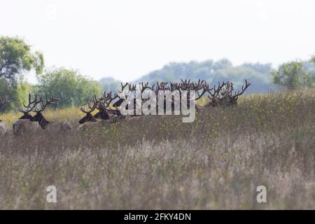 Tule Elk Bull troupeau avec bois de velours, Cervus canadensis nannodes, San Joaquin Valley, San Luis National Wildlife refuge, Californie Banque D'Images