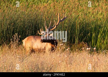 Tule Elk Bull avec de gigantesques bois de velours, Cervus canadensis nannodes, arrière-plan de la ruée vers le haut des tiges, réserve naturelle nationale de San Luis, Californie Banque D'Images