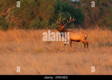 Taureau de Tule avec des bois massifs, Cervus canadensis nannodes, San Joaquin Valley, San Luis National Wildlife refuge, Merced County, Californie Banque D'Images