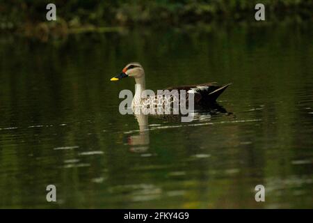 Repérez le canard à bec, Anas poecilorhyncha, Mumbai, Maharashtra, Inde Banque D'Images