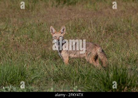 Coyote montrant ses dents, Canis latrans, herbage, mammifère à fourrure, prédateur bénéfique, Vallée de San Joaquin, comté de Stanislaus, Californie Banque D'Images