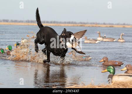 Black Labrador récupère un perruque américain, Aras americana, club privé de chasse au canard, Mississippi Flyway, comté de Poinsett, Arkansas Banque D'Images