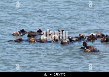 Flotte de groupe de loutres de mer dans le port de Moss Landing, Enhydra lutris, Moss Landing, Monterey Bay, comté de Monterey, Californie Banque D'Images